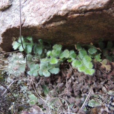 Pleurosorus rutifolius (Blanket Fern) at Greenway, ACT - 17 Jul 2018 by michaelb