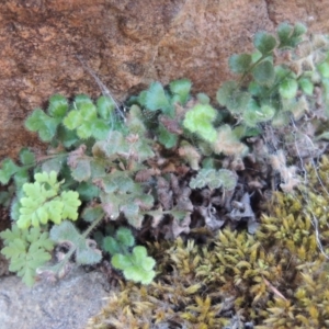 Asplenium subglandulosum at Greenway, ACT - 17 Jul 2018