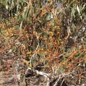 Eucalyptus pauciflora subsp. pauciflora at Tombong, NSW - 21 Jul 2018 12:53 PM