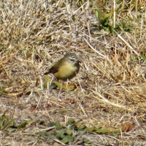 Acanthiza chrysorrhoa at Macarthur, ACT - 22 Jul 2018 12:45 PM