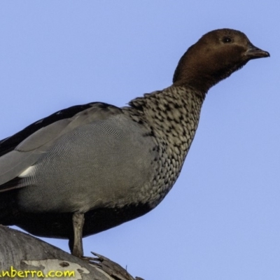 Chenonetta jubata (Australian Wood Duck) at Deakin, ACT - 20 Jul 2018 by BIrdsinCanberra