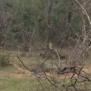 Merops ornatus at Corrowong, NSW - 26 Jan 2018