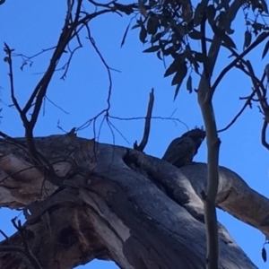 Callocephalon fimbriatum at Hughes, ACT - suppressed