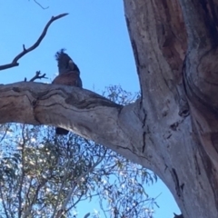 Callocephalon fimbriatum at Hughes, ACT - 22 Jul 2018