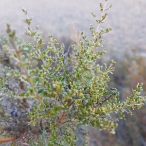 Mirbelia oxylobioides at Corrowong, NSW - 21 Jul 2018