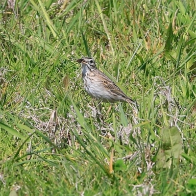 Anthus australis (Australian Pipit) at Milton, NSW - 7 Oct 2014 by Charles Dove