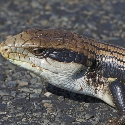 Tiliqua scincoides scincoides (Eastern Blue-tongue) at Milton, NSW - 3 Oct 2014 by Charles Dove