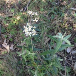 Olearia lirata at Corrowong, NSW - 2 Nov 2016 01:39 PM