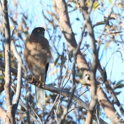 Tachyspiza fasciata (Brown Goshawk) at South Pacific Heathland Reserve - 2 Oct 2014 by CharlesDove