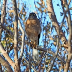 Tachyspiza fasciata at South Pacific Heathland Reserve - 2 Oct 2014 12:00 AM