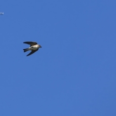 Petrochelidon ariel (Fairy Martin) at Milton, NSW - 1 Oct 2014 by Charles Dove