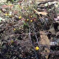 Bossiaea buxifolia (Matted Bossiaea) at Corrowong, NSW - 26 Nov 2020 by BlackFlat