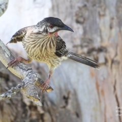 Anthochaera carunculata (Red Wattlebird) at Milton, NSW - 3 Oct 2014 by Charles Dove