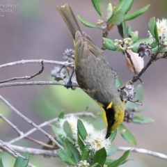 Lichenostomus melanops (Yellow-tufted Honeyeater) at Bomaderry Creek Regional Park - 2 Oct 2014 by CharlesDove