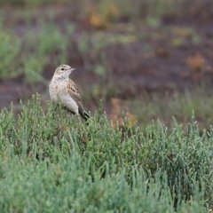 Anthus australis (Australian Pipit) at Milton, NSW - 9 Nov 2014 by Charles Dove