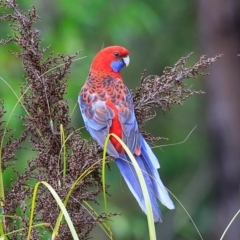 Platycercus elegans (Crimson Rosella) at South Pacific Heathland Reserve - 5 Nov 2014 by Charles Dove