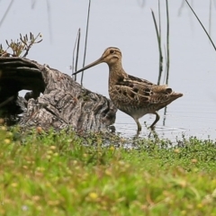 Gallinago hardwickii (Latham's Snipe) at Milton, NSW - 9 Nov 2014 by Charles Dove