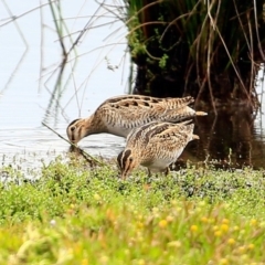 Gallinago hardwickii at Milton, NSW - 10 Nov 2014 12:00 AM
