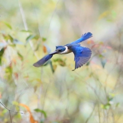 Todiramphus sanctus (Sacred Kingfisher) at Undefined - 6 Nov 2016 by CharlesDove