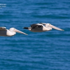 Pelecanus conspicillatus (Australian Pelican) at South Pacific Heathland Reserve - 31 Oct 2014 by Charles Dove