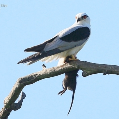 Elanus axillaris (Black-shouldered Kite) at Milton, NSW - 4 Nov 2014 by CharlesDove