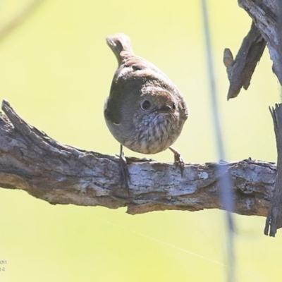 Acanthiza pusilla (Brown Thornbill) at Milton, NSW - 4 Nov 2014 by CharlesDove