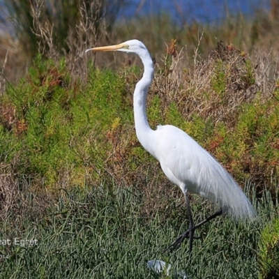 Ardea alba (Great Egret) at Burrill Lake, NSW - 2 Nov 2014 by Charles Dove