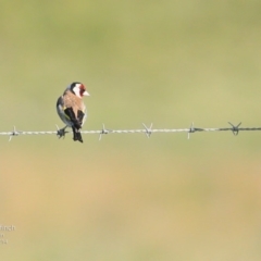 Carduelis carduelis (European Goldfinch) at Milton, NSW - 5 Oct 2014 by CharlesDove