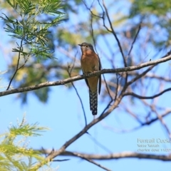 Cacomantis flabelliformis (Fan-tailed Cuckoo) at Yatteyattah Nature Reserve - 31 Oct 2014 by Charles Dove