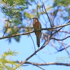 Cacomantis flabelliformis (Fan-tailed Cuckoo) at Yatteyattah Nature Reserve - 1 Nov 2014 by CharlesDove