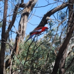 Platycercus elegans (Crimson Rosella) at Mulligans Flat - 16 Apr 2018 by natureguy