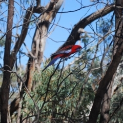 Platycercus elegans at Mulligans Flat - 17 Apr 2018