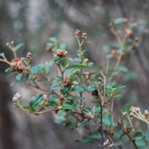 Pomaderris delicata at Lower Borough, NSW - 18 Apr 2018