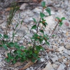 Pomaderris delicata at Lower Borough, NSW - 18 Apr 2018