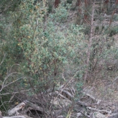 Pomaderris delicata at Lower Borough, NSW - 18 Apr 2018