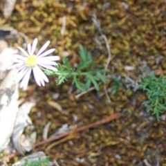 Brachyscome rigidula (Hairy Cut-leaf Daisy) at Bungonia, NSW - 17 Apr 2018 by natureguy