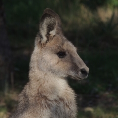 Macropus giganteus (Eastern Grey Kangaroo) at Point Hut Pond - 21 Jul 2018 by michaelb