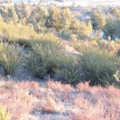 Grevillea juniperina at Pine Island to Point Hut - 17 Jul 2018 06:45 PM