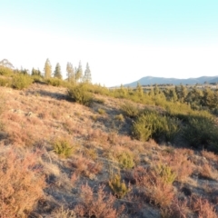 Grevillea juniperina at Pine Island to Point Hut - 17 Jul 2018 06:45 PM