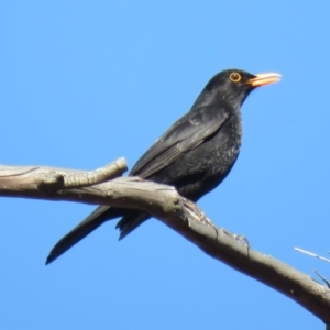 Turdus merula at Gilmore, ACT - 23 Jul 2018