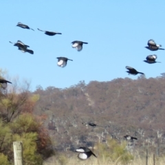 Corcorax melanorhamphos (White-winged Chough) at Gilmore Paddocks - 23 Jul 2018 by KumikoCallaway