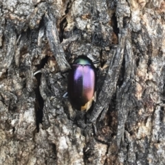 Chalcopteroides columbinus (Rainbow darkling beetle) at Illilanga & Baroona - 8 Jul 2018 by Illilanga