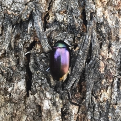 Chalcopteroides columbinus (Rainbow darkling beetle) at Illilanga & Baroona - 8 Jul 2018 by Illilanga