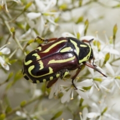 Eupoecila australasiae (Fiddler Beetle) at Illilanga & Baroona - 22 Jan 2012 by Illilanga