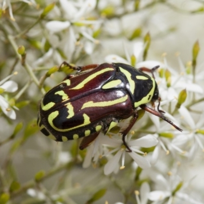 Eupoecila australasiae (Fiddler Beetle) at Illilanga & Baroona - 22 Jan 2012 by Illilanga