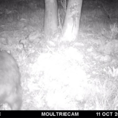 Vombatus ursinus (Bare-nosed Wombat) at Illilanga & Baroona - 11 Oct 2016 by Illilanga