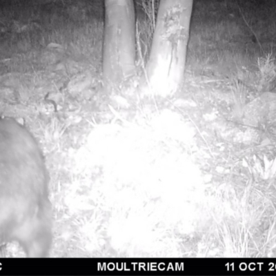 Vombatus ursinus (Bare-nosed Wombat) at Illilanga & Baroona - 11 Oct 2016 by Illilanga