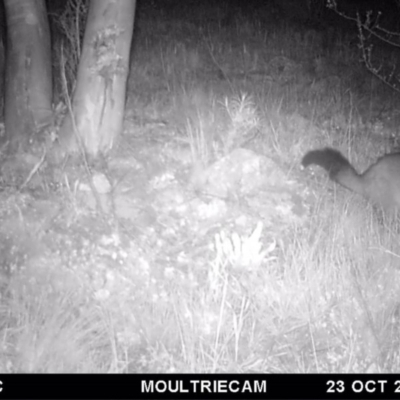 Trichosurus vulpecula (Common Brushtail Possum) at Illilanga & Baroona - 23 Oct 2016 by Illilanga