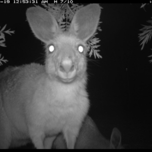 Macropus giganteus at Illilanga & Baroona - 19 Oct 2016