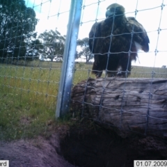 Aquila audax (Wedge-tailed Eagle) at Corrowong, NSW - 23 Jun 2023 by BlackFlat